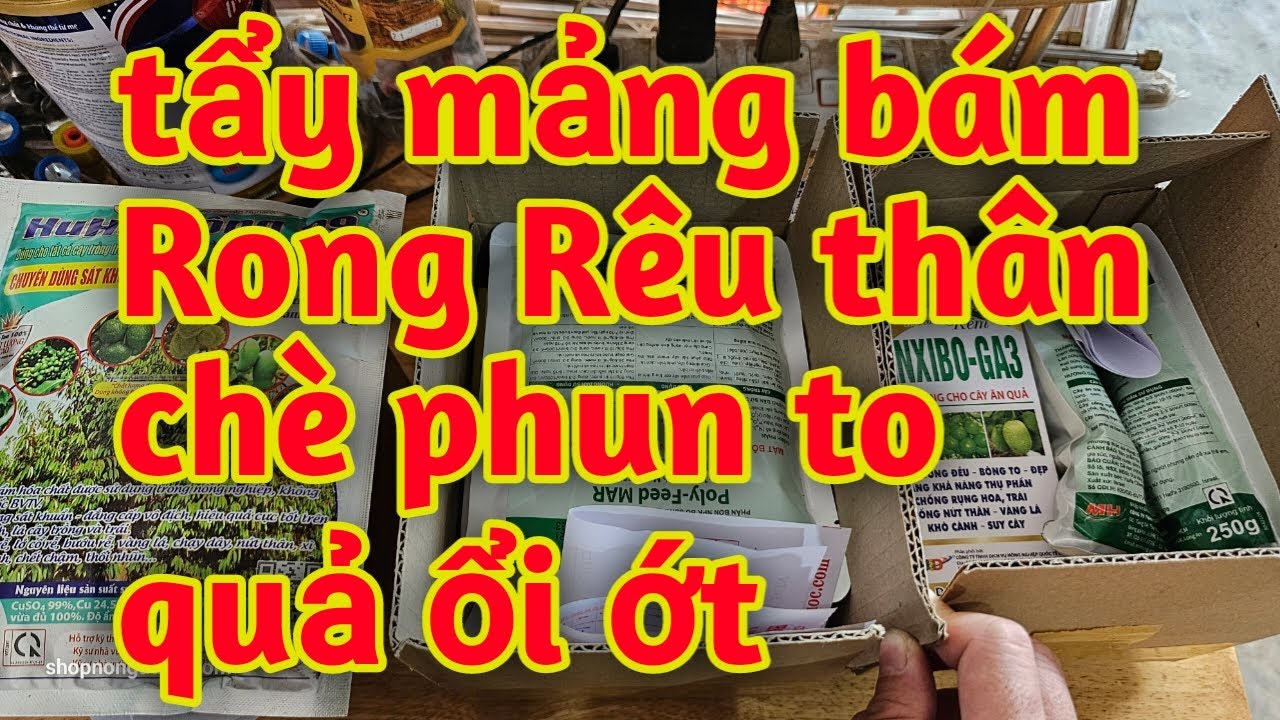 Hd470.Thuốc phun to quả ớt ổi và tẩy Rong Rêu trên thân cây chè xanh ...