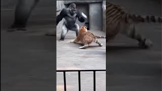 Silverback Smashes Tiger With Rock - Saves Baby