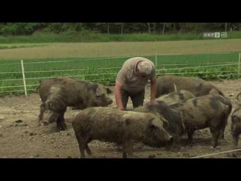 Video: Was Sie Bevorzugen: Schweine- Oder Rindfleisch