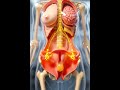 Menstrual Cycle Explained In 3D Complete Physiology Animation Menstrual Cycle Explained In 3D Complete Physiology Animation
