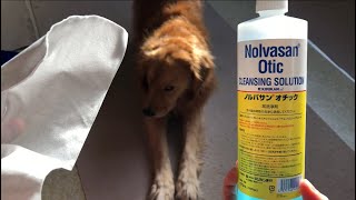 ノルバサンオチック耳洗浄剤の使い方。犬の耳を洗浄。