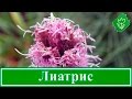 🌸 Цветок лиатрис – посадка и уход в открытом грунте, выращивание лиатриса колоскового
