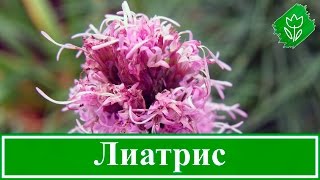 Посадка лиатриса и уход в открытом грунте (фото и видео инструкция)