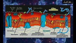 biologie cellulaire s1 SVTU : membrane plasmique