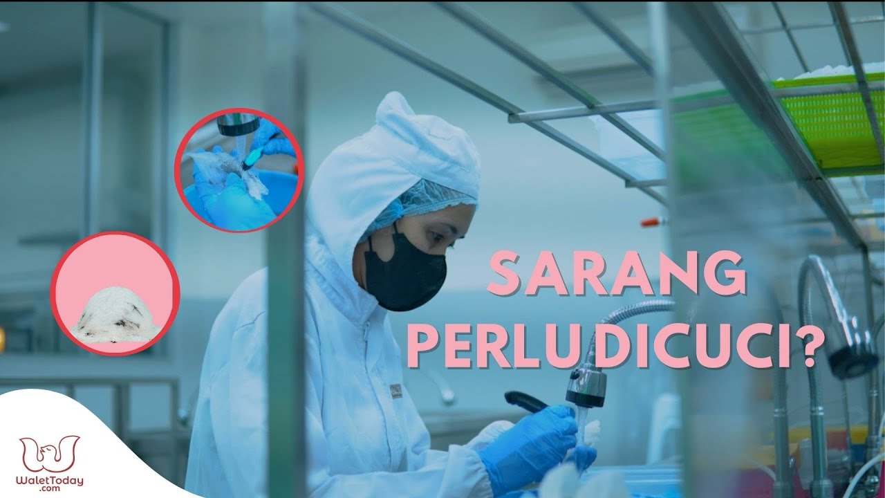 Tahap Cuci dalam Pemrosesan Sarang Burung Walet