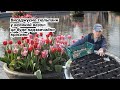 We Plant A Flower Bed Of Tulips Like In Holland It S Worth A Try