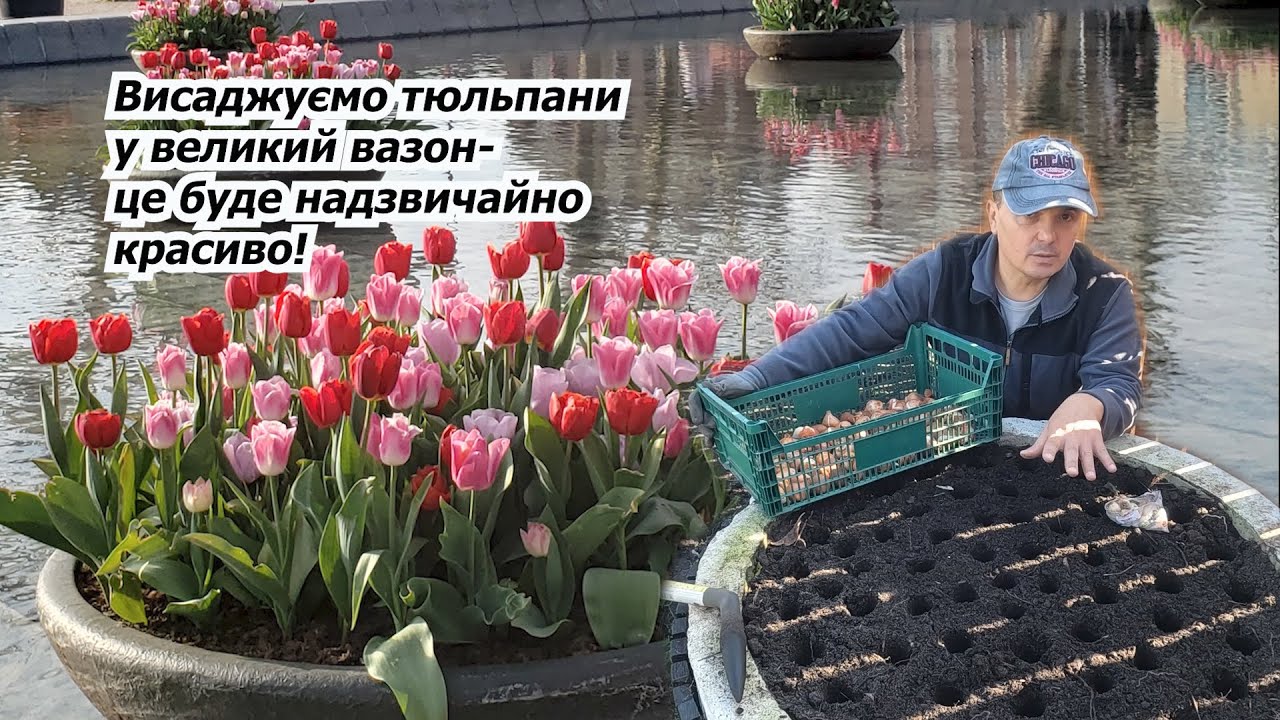 Висаджуємо клумбу тюльпанів як в Голандії- так варто спробувати!