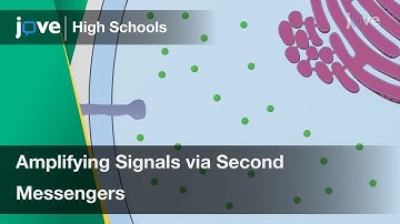 Amplifying Signals via Second Messengers | Cell Bio | Video Textbooks - Preview