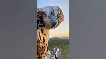الطير الحر ماشاء الله اشتراك لايك تعليق 