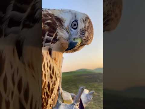 الطير الحر ماشاء الله اشتراك لايك تعليق