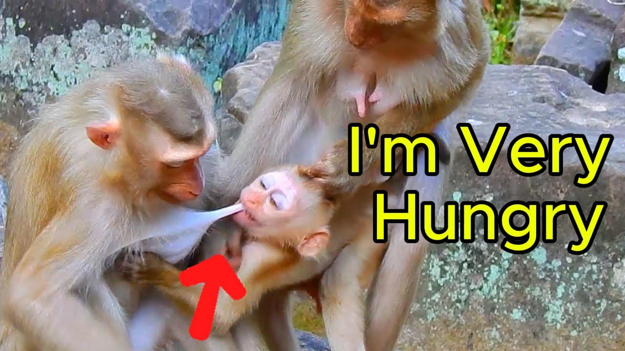 Cute, 🐒 Hungry Little Monkey Begs for Milk – Heartwarming Baby Moment!