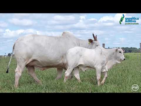 LOTE 1003 - REM ULICIA • REM 6121 • 1º Leilão Terra Brava, Camparino e Genética Aditiva