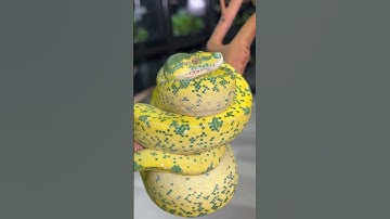 🐍. Marvel at our High Yellow Green Tree Python🐍🟢