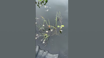 Trước khi nuôi ốc nhồi cần chuẩn bị những gì #ốcbươuđen #ocnhoi #mohinhnuoioc