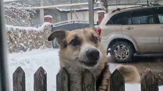 Алматы. Новогодний снежок!  К нам  пришла зима!  Мои пёсики!  8 декабря 2024.