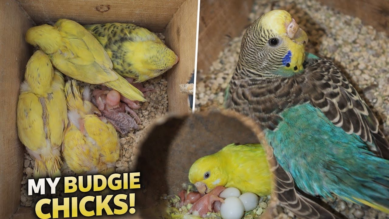 Budgies breeding Progress ( 30/1/12) #budgies #budgiebabies 
