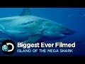 The Biggest Great White Ever Filmed | Island of the Mega Shark