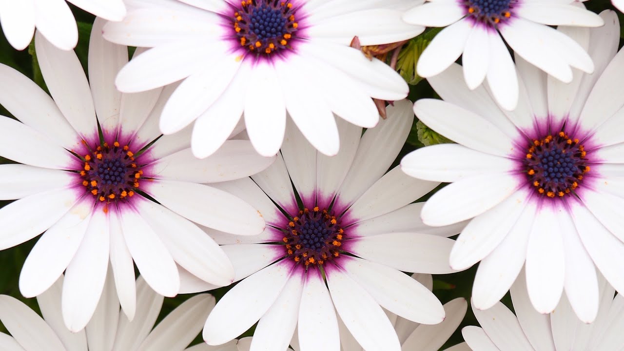 Peaceful music, Relaxing music, "Flowers for the Heart" by Tim Janis