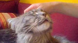 Maine Coon Miró snuggletime by Christian Macha 10,006 views 14 years ago 20 seconds