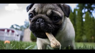 cute pug puppy wallpaper screenshot 1