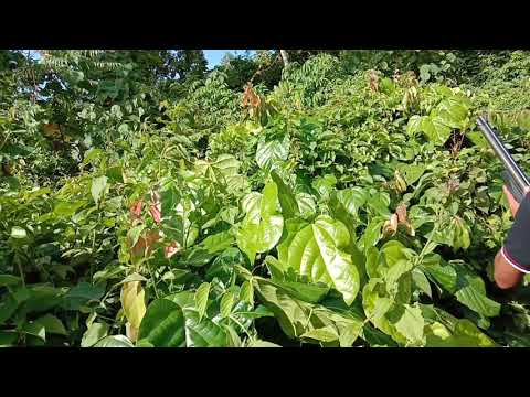 Cara bertahan hidup di tengah hutan