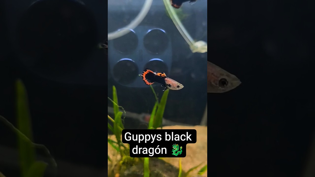Mis Guppys black dragón! 