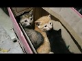 概要欄を見て下さい【瀕死の子猫を発見】