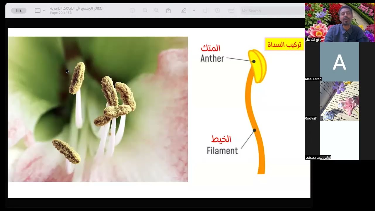 تركيب الزهرة | حصص الشهادة السودانية