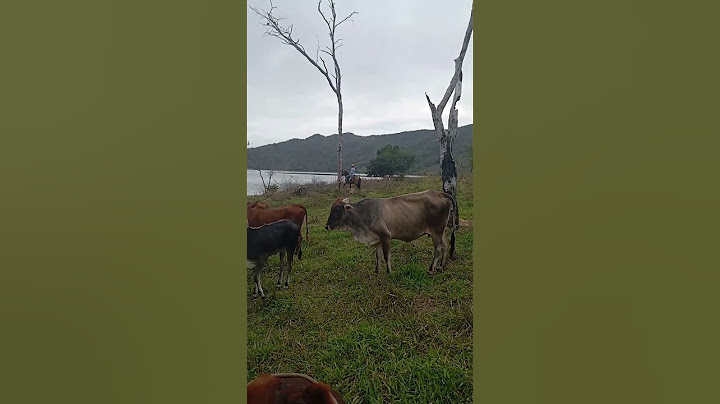 This is where we are happy #countryside #cattle #farm #livestock #farmer #countrysidelife #youtub...