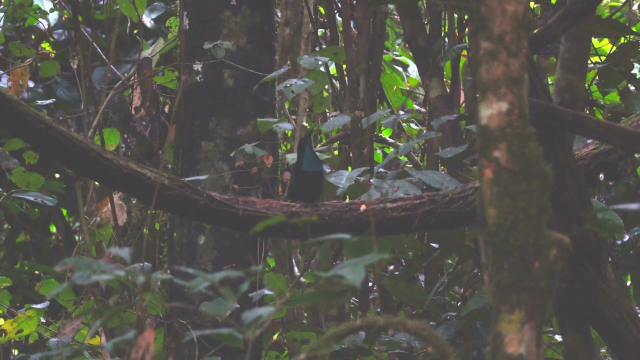 Magnificent Riflebird オオウロコフウチョウ