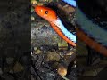 Coral Snake #shorts #short #shortvideo #reptiles #coral #snake #wildlife #animals