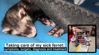 Taking care of my sick ferret: symptoms, surgery, diagnosis and treatment