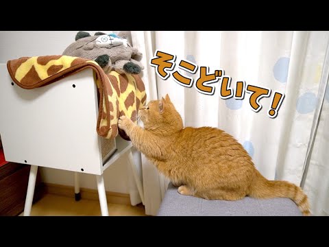 ベッドを占領するイタズラ猫をまさかの方法で撃退する賢い猫！