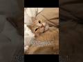 #cat #catallergies #allergyfree #catmom #catlove #catowners #allergies