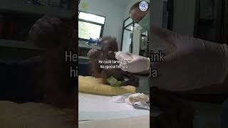 Baby Orangutan Almost Dies After Being Left in Cardboard Box