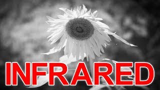 Infrared Photography Basics ▶︎ Modified Sensor, White Balance, Photoshop