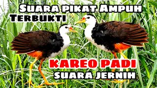 Download Lagu SUARA PIKAT BURUNG KAREO PADI AMPUH  MP3