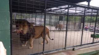 Space Farm Zoo: Feeding The Lions