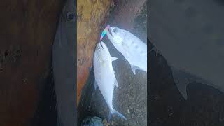 #fishing Two Fish in One Shot Kuwait Fishing Adventure#fishing
