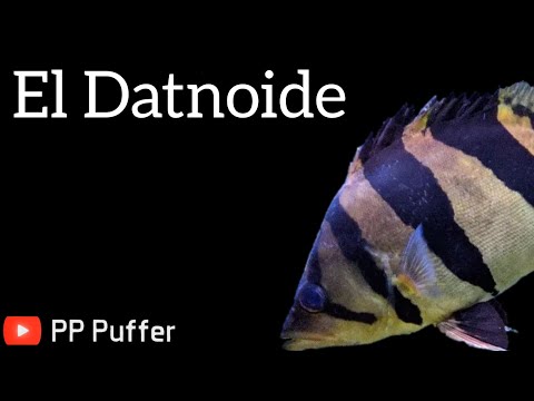 Everything You Need to Know About the Datnoid