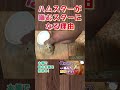 噛むスターになっていませんか？#ハムスター #hamster #かわいい #飼い方#噛むハムスター