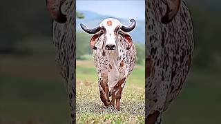 Arush ki cow 🐄🥰 #shorts #funny #shortsvideo #youtubeshorts