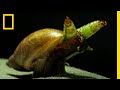 カタツムリを“ゾンビ化”する寄生虫 | ナショジオ