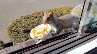 Squirrels' reactions to pili nuts