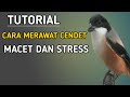 Cara Merawat Burung Cendet Macet Bunyi Dan Setres Mp3 - Mp4 Download