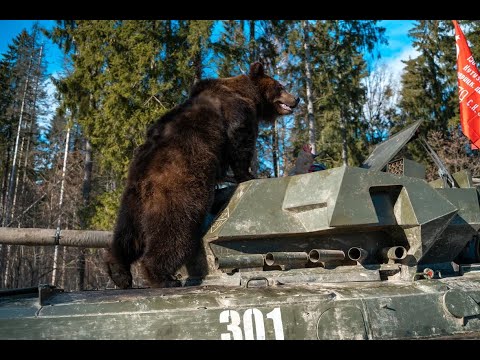 Медведь в Армата-тур