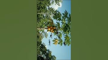 Papaya Mayhem! Multiple Drones Crash Into Ripe Trees! #aivideo #drone #dji #shorts