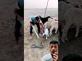 ULAR KING COBRA MAU GIGIT ANAK KAMBING😱😱