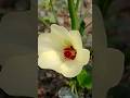 ঢেঁড়স ফুল (Okra flower)।উদ্ভিদবিজ্ঞানের ভাষায় Abelmoschus esculentus বা মালভেসি (Malvaceae)