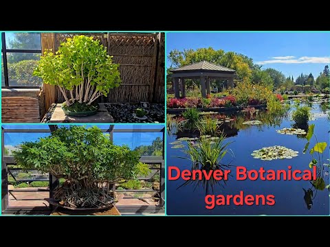 Denver Botanical gardens and Bonsai Display tour. #bonsai #garden  #gardentour #gardens - YouTube